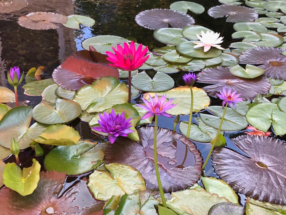 Beautiful custom koi pond by Aqua Escapes