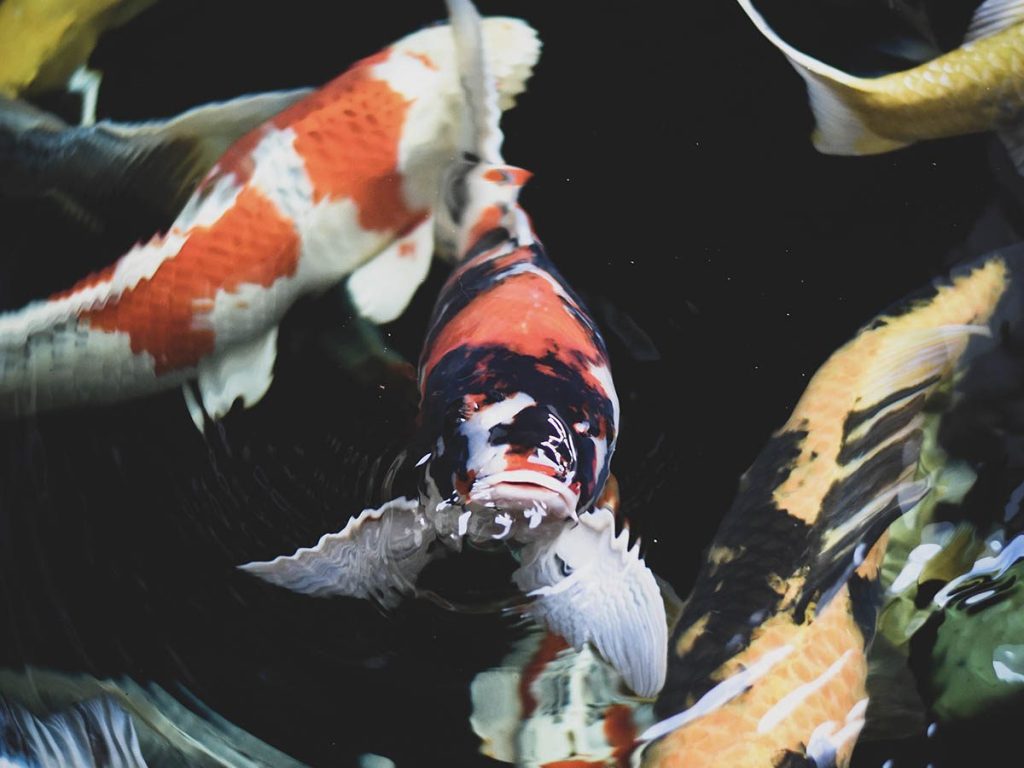 Natural stone koi pond with aquatic plants